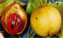 Piante Medicinali Myristica fragrans