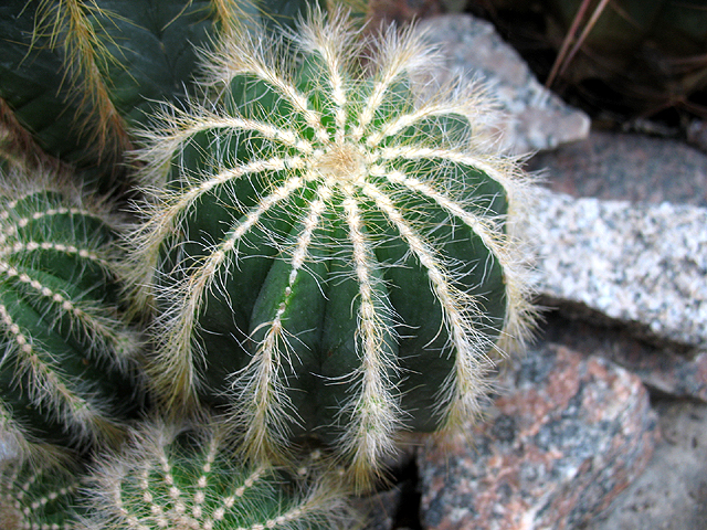 Photos Notocactus magnificus - 