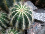 Notocactus magnificus - 