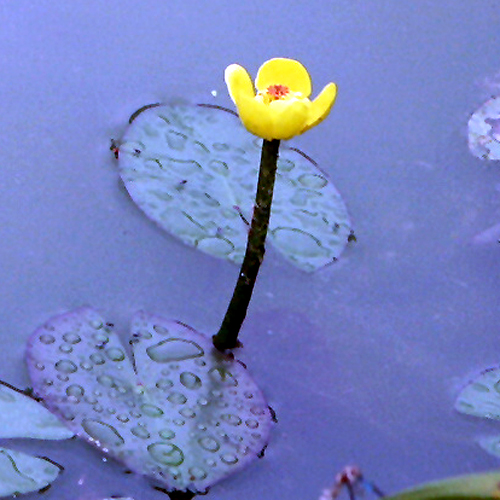 Photos Nuphar lutea - 