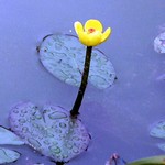 Nuphar lutea - Mummel, Gelbe Teichrose