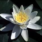 Fotos Nymphaea alba