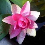 Photos Nymphaea