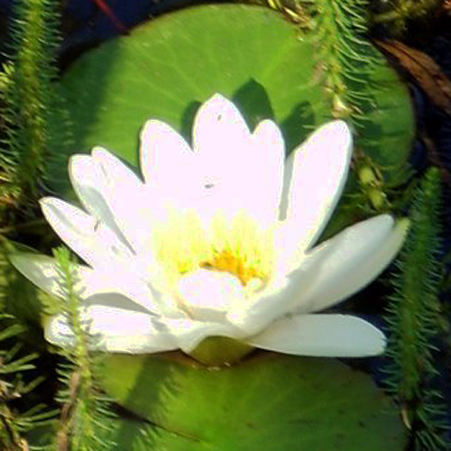 Fotos Nymphaea - 