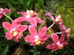 Odontoglossum pescatorei - 