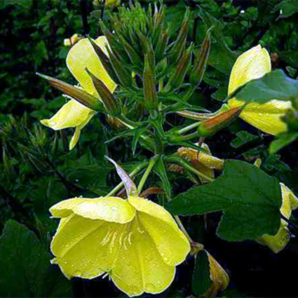 Photos Oenothera biennis - Evening-primrose