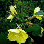 Photos Oenothera biennis