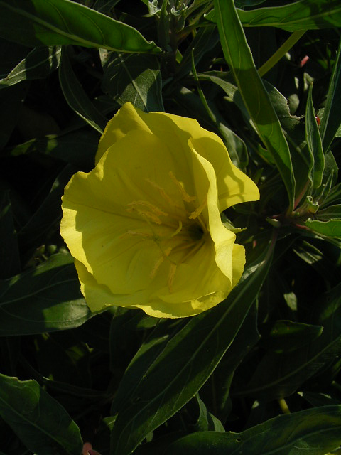 Photos Oenothera missouriensis - Evening-primrose