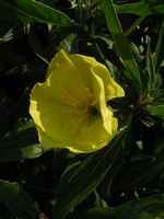 Photos Oenothera missouriensis