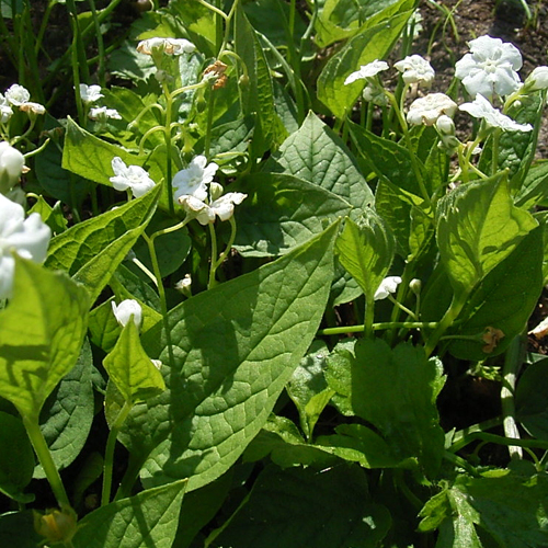 Photos Omphalodes verna - 