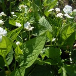Foto Omphalodes verna - Occhi della Madonna
