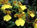 Oncidium - Oriflame