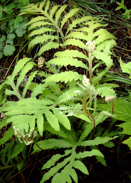 Photos Onoclea sensibilis - Sensitive fern