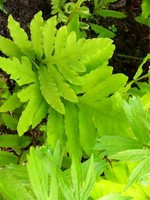 Onoclea sensibilis - Perlfarn