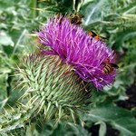 Onopordum acanthium - Eselsdistel