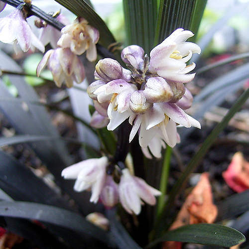 Photos Ophiopogon planiscapus - 