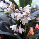 Ophiopogon planiscapus - Dunkelbl�ttriger Garten-Schlangenbart Nigrescens