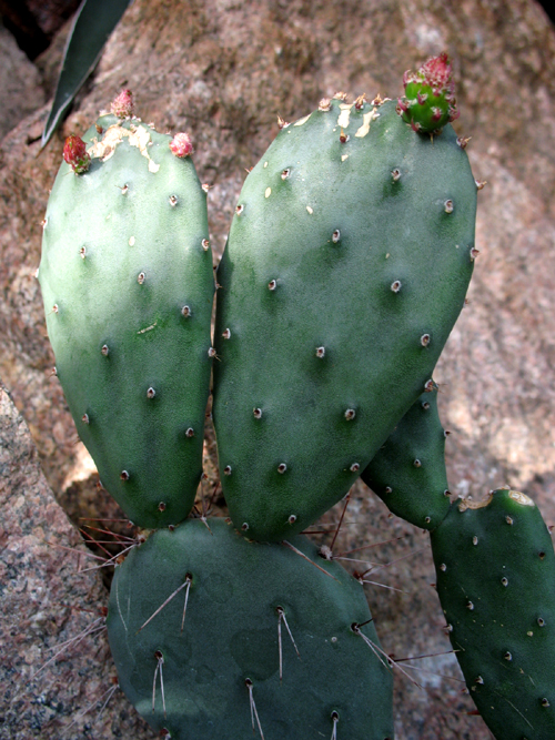 Photos Opuntia grandis - 