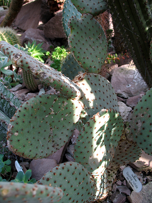 Photos Opuntia rulida - 