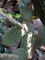 Opuntia rulida - 