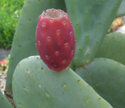 Opuntia
