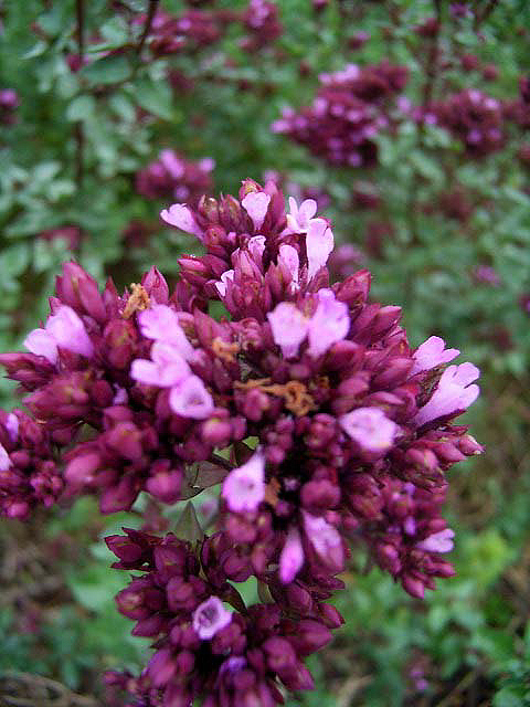 Origanum Laevigatum