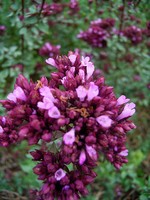Photos Origanum laevigatum