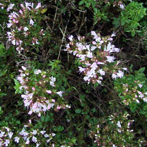 Photos Origanum vulgare - Oregano