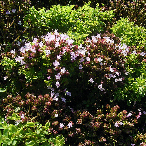 Photos Origanum vulgare - Oregano