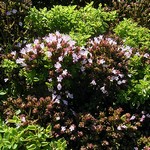 Origanum vulgare - Garten-Dost Compactum