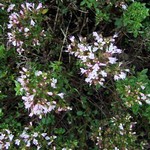 Origanum vulgare - Gew�hnlicher Dost, Majoran