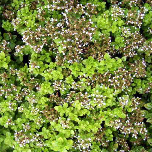 Photos Origanum vulgare - Oregano