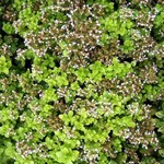 Photos Origanum vulgare