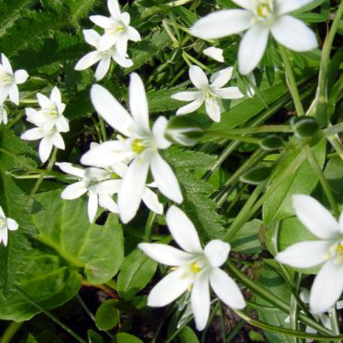 Photos Ornithogalum umbellatum - 