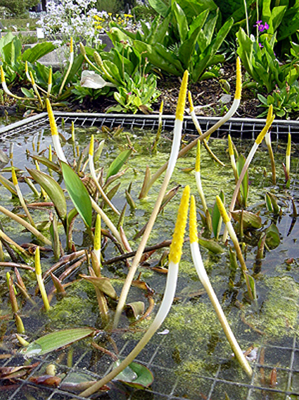 Photos Orontium aquaticum - Goldenclub