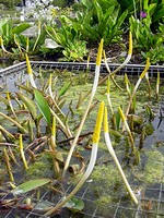 Orontium aquaticum - Gold-Keule
