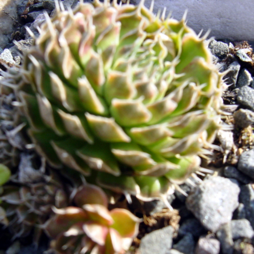 Photos Orostachys spinosus - 