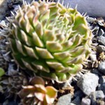 Photos Orostachys spinosus