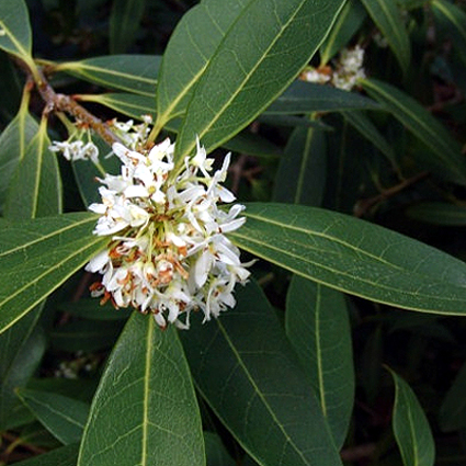 Photos Osmanthus decorus - 
