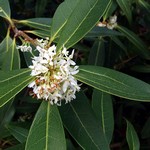 Photos Osmanthus decorus