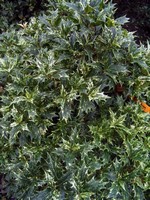 Photos Osmanthus heterophyllus