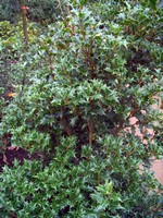 Osmanthus heterophyllus - Stachelbl�ttrige Duftbl�te