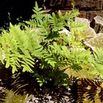 Osmunda regalis - K�nigsfarn
