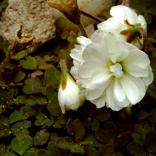 Photos Oxalis magellanica - 