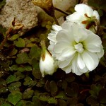 Oxalis magellanica - Nelson