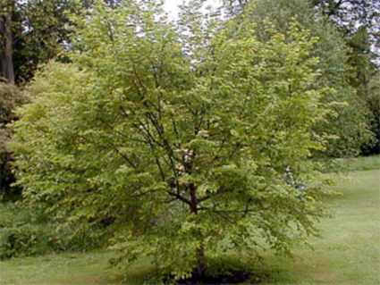 Photos Ostrya carpinifolia - Hophornbeam