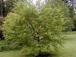 Ostrya carpinifolia - Hopfenbuche