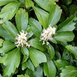 Pachysandra terminalis - Dickanthere, Endst�ndiger Ysander