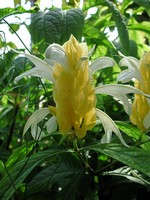 Photos Pachystachys lutea