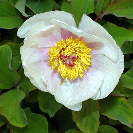 Fotos Paeonia wittmanniana